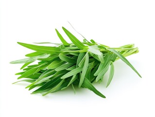 Fototapeta premium Fresh tarragon bunch isolated, culinary herb with distinctive anise flavor