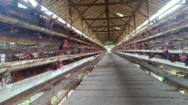 A symmetrical view down a long aisle in a chicken coop. The perspective reveals rows of caged hens and a rustic wooden beam ceiling, suggesting a large scale egg production facility.
