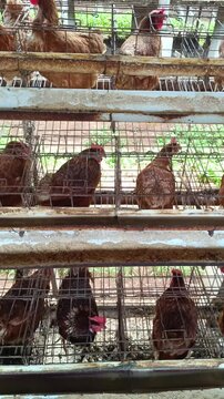 A view of caged layers within small wired enclosures on a poultry facility; a scene displaying an intensive farming environment where the fowls exist for egg production.