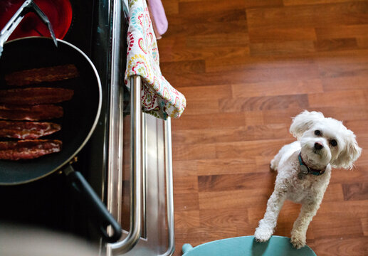Dog Begging for Bacon