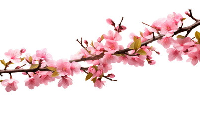 Obraz premium Pink flower blooming on transparent background on transparent background