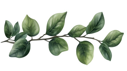 Obraz premium bay leaves isolated on white background