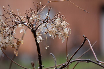 冬の季節でも輝いているアジサイ