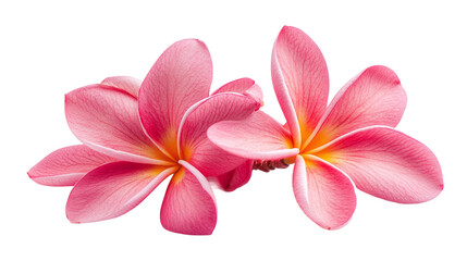 Obraz premium Frangipani plumeria flowers isolated on transparent background.