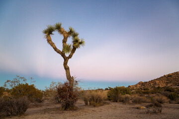 Sunset in Joshua Tree National Park