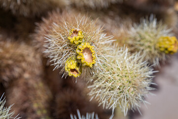 Cholla Cactus Details