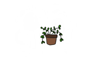 plant in a pot