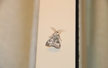 Brown Cutworm moth (Agrotis munda) at night, South Australia