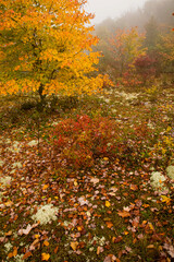Naklejka premium Autumn, Blue Ridge Parkway, North Carolina