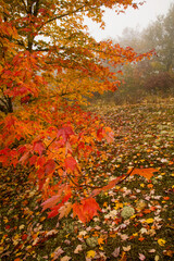 Autumn, Blue Ridge Parkway, North Carolina