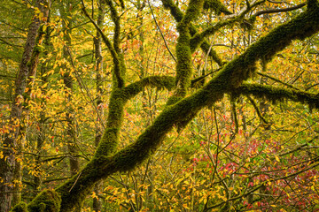 Autumn, Greenbrier, Great Smoky Mountains National Park