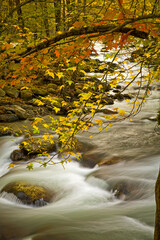 Autumn, Greenbrier, Great Smoky Mountains National Park