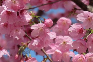 線路沿いの歩道に咲いたピンク色の桜の花の風景11