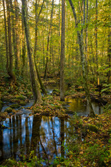 Obraz premium Autumn, Greenbrier, Great Smoky Mountains National Park