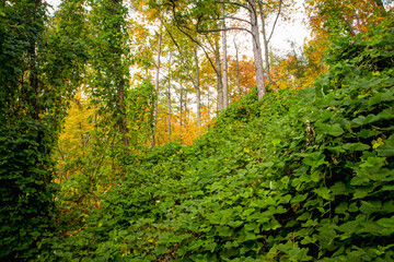 Kudzu, Autumn, Cherokee National Forest