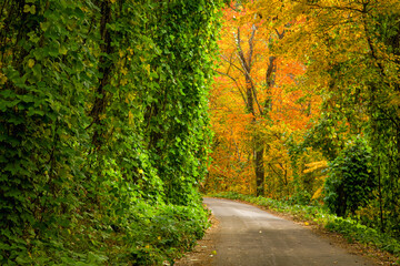 Fototapeta premium Kudzu, Autumn, Cherokee National Forest