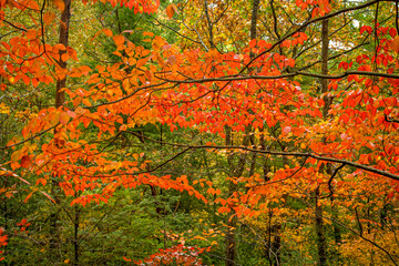 Autumn, Cherokee National Forest