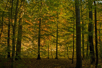 Autumn, Citico Creek, Cherokee National Forest
