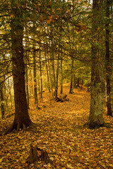 Obraz premium Autumn, Great Smoky Mountains National Park