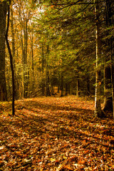 Autumn, Great Smoky Mountains National Park