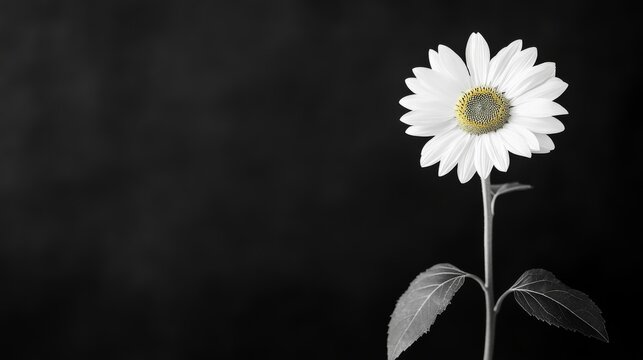 Single white flower on black background - Powered by Adobe