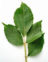 Fototapeta premium Vibrant Green Leaves