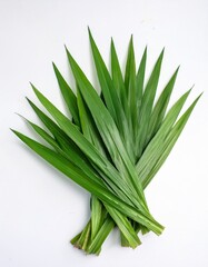 Obraz premium Pandan Leaves