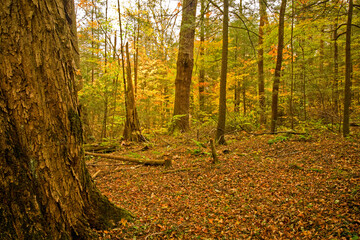 Naklejka premium Autumn, Motor Nature Trail, Great Smoky Mountains National Park
