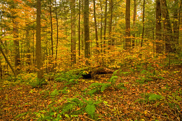 Autumn, Motor Nature Trail, Great Smoky Mountains National Park
