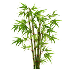 Fototapeta premium Bamboo tree on transparent background