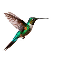 Obraz premium Beautiful Hummingbird on transparent background
