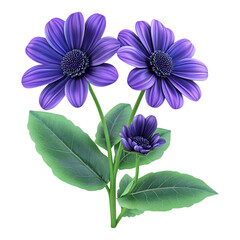 PNG Cineraria flower against a transparent background