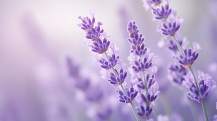 Serene lavender blossoms in a soft focus composition, evoking tranquility