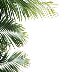 Obraz premium Elegant green palm tree leaves gracefully arranged on a clean transparent background for a fresh aesthetic touch, frame picture with green leaf of palm tree on transparent backgroundfile