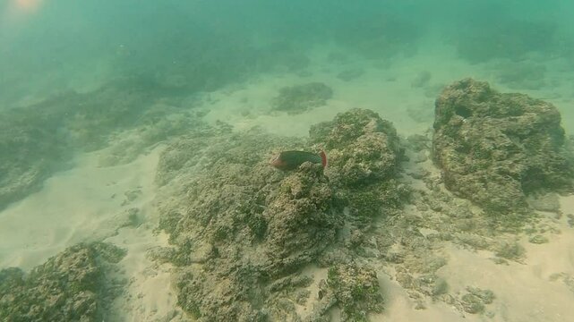 Slow Motion Footage of Coris Formosa While Snorkeling in Sri Lanka