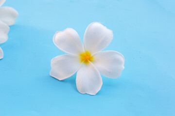Plumeria or frangipani flower on blue background.