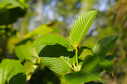 Mitragyna speciosa, Fresh kratom leaves