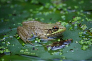 Frog in pond