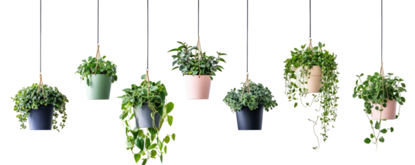Collection of hanging potted plants
