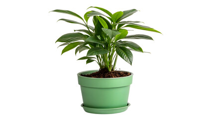 Obraz premium green pottet office plant isolated on white or transparent background, png