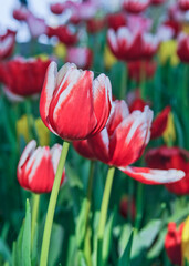 Beautiful tulips in a Flower festival in Phayao Province Thailand
