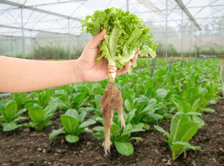 Farmer crop fresh green oak lettuce in farm