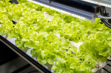 Indoor farm system raised plants on shelves growth with led light