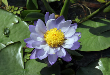 Blue purple water lily lotus flower in a pond with lily pads