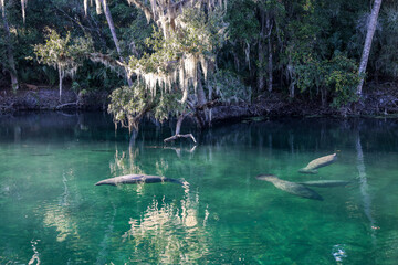 Manatees swimming in the creek at Blue Spring State Park near Orange City, Florida