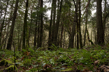 footpath in the woods