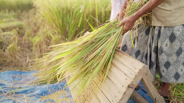Traditional threshing of rice by hand on paddy field in asia, separating the grain from the plant stalks after harvesting, asian farmers on plantation