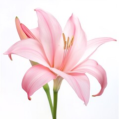 Fototapeta premium Delicate Pink Lily Flower Blossom Close up Studio Shot Floral Beauty Nature Photography