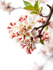 Obraz premium Blossoming blackthorn tree branch isolated on white background, Prunus spinosa