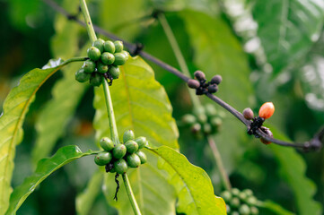 Red coffee beans bearing fruit during the rainy season